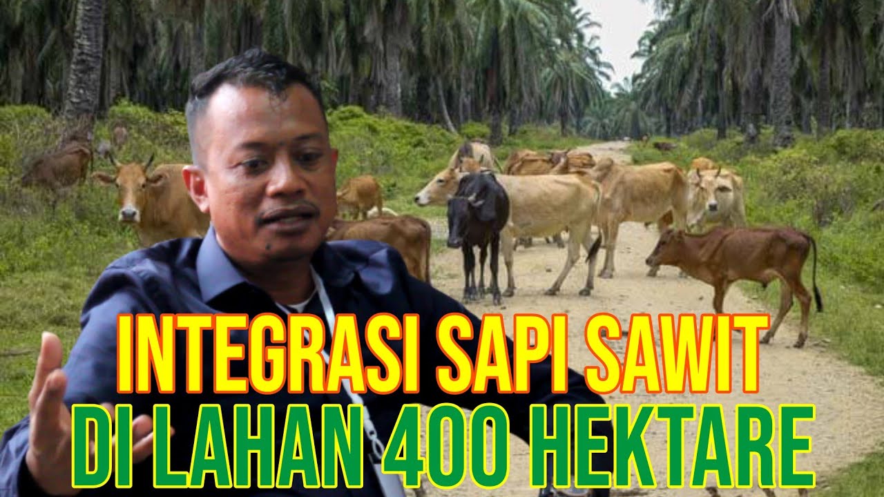 
                                 Integrasi-Sapi-Sawit-Kalimantan